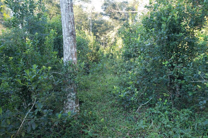 yerba mate in forest